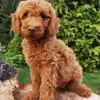 Stouky´s Tibet Terrier profile