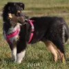 Collies vom Kath'lberg profile