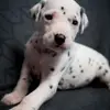 Stracciatella-paws  profile