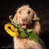 Spinone Italiano vom Bergheimer Hof profile