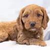 Cockapoo Hundezucht profile