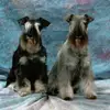 Zwergschnauzer  vom Ahrensfeld  profile