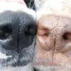 Hundemamma`s profile