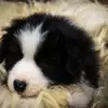 Border Collies from the sundance kids profile