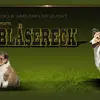 Collie und Sheltiezucht vom Bläsereck profile