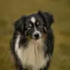 Von den golden aussies profile