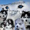 Mystic Falls Pomsky Minihuskys  profile