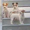 Jack Russel Terrier vom Hause Delissen profile