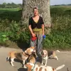 Beagle von der Westerengerheide profile