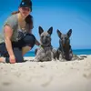 Holländische Schäferhunde od Zlaté Sovy profile