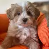 Rassehundezucht Cornelia Perner profile