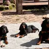 Gordon Setter und englische Setter aus Sachsen  profile