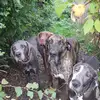 Deutsche Doggen von AmasuDiamonds  profile