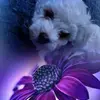 Bichon Frisé vom Teilungssee  profile