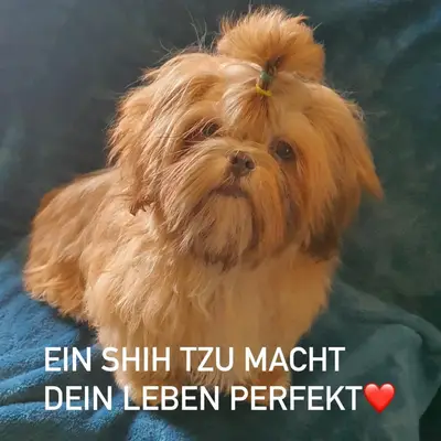 Shih Tzu vom Sturks Hof  cover