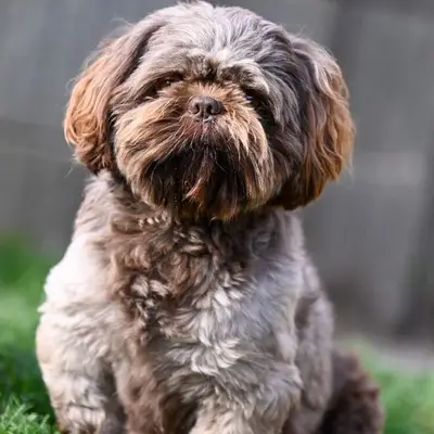 Witch's Cauldron Bulldogs Kennel  – Shih Tzu Züchter, Brandenburg