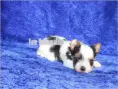 Puppy uit een eerder nest: Rüde