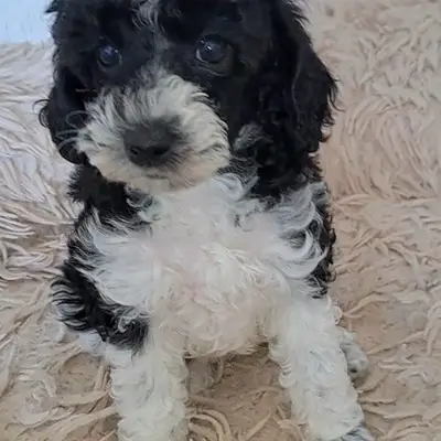 Vom Pudelschloss  – Miniature Poodle Züchter, Baden Wurttemberg