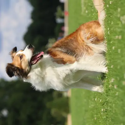 Border Collies of Little Swan Flow cover