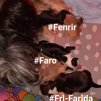Faro in Terra Civis