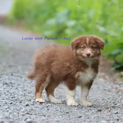 Lando