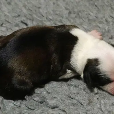 Klaus