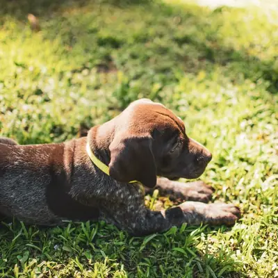 Týrání chovem: Nová pravidla na Hund & Pferd