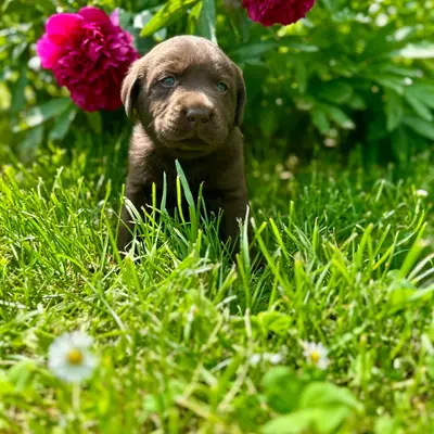 Klein Rufus