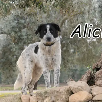Alicia