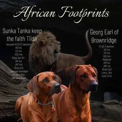 African Footprints cover