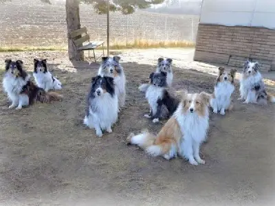 Sheltie-Zucht vom Rottumtal cover