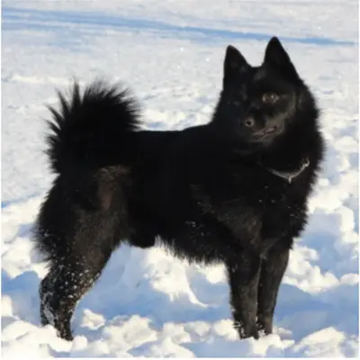 Hundezucht von Obersöhren, Schleswig-Holstein