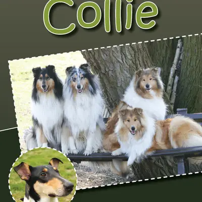Forever mind Collies im Herzen Bayerns cover