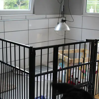 Berner sennenhund karakter & væsen: Passer racen til dig?