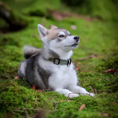 Pomsky karakter & væsen: Passer racen til dig?