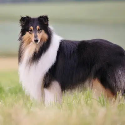 Sarah's Dream Shelties & Collies – Collie (Langhaar) Züchter, Bayern