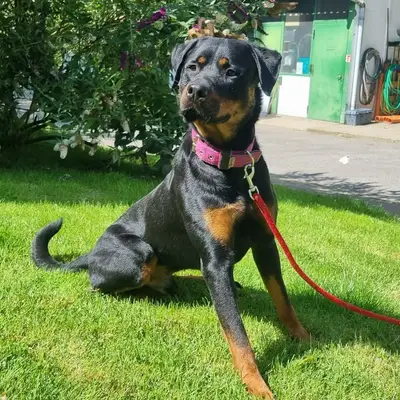 Rottweiler karakter & sind: Passer racen til dig?