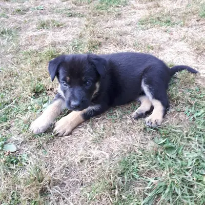 Alma