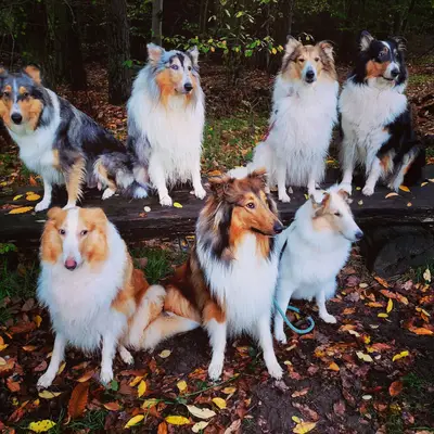Amerikanische Collies vom Fraulauterbach  cover