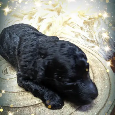 Jule