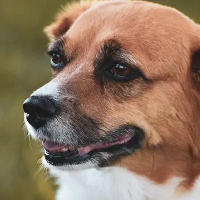 La classifica dei cani più intelligenti: cosa dice Coren