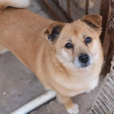 Guida al comportamento cane adottato: capire il passato