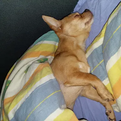 Chihuahua adopteren uit het asiel: Ervaringen & tips