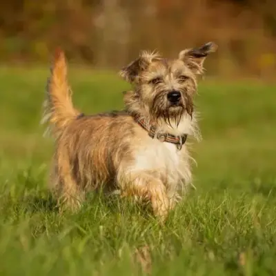 Teodor