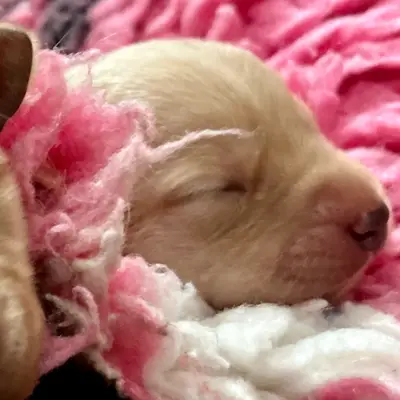 Litter photo