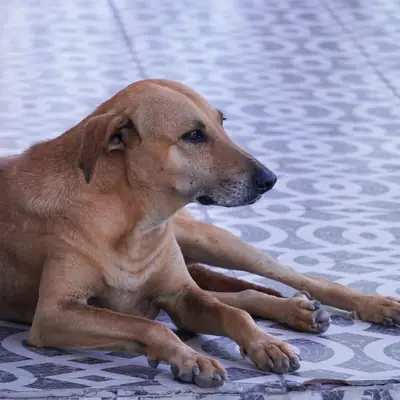Zeckenschutz beim Hund: Mittel und Risiken im Überblick