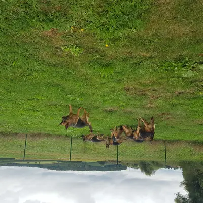 Deutsche Schäferhunde vom Nagler See  (seit 1981 )  cover