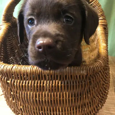 Bruno