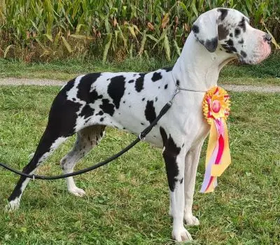 Bandit von der Waldschmiede