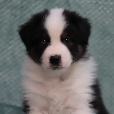 L.A. United Colors BLUE